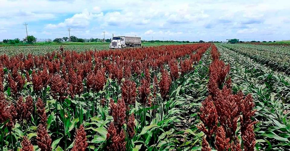 Hoy Tamaulipas Tamaulipas Reportan Avance Del 35 En Trilla De Sorgo En Tamaulipas