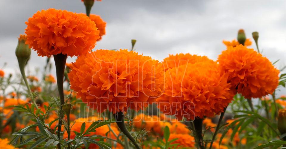 Hoy Tamaulipas - Ocupa San Luis Potosi segundo lugar nacional de produccion  de flor de cempasuchil