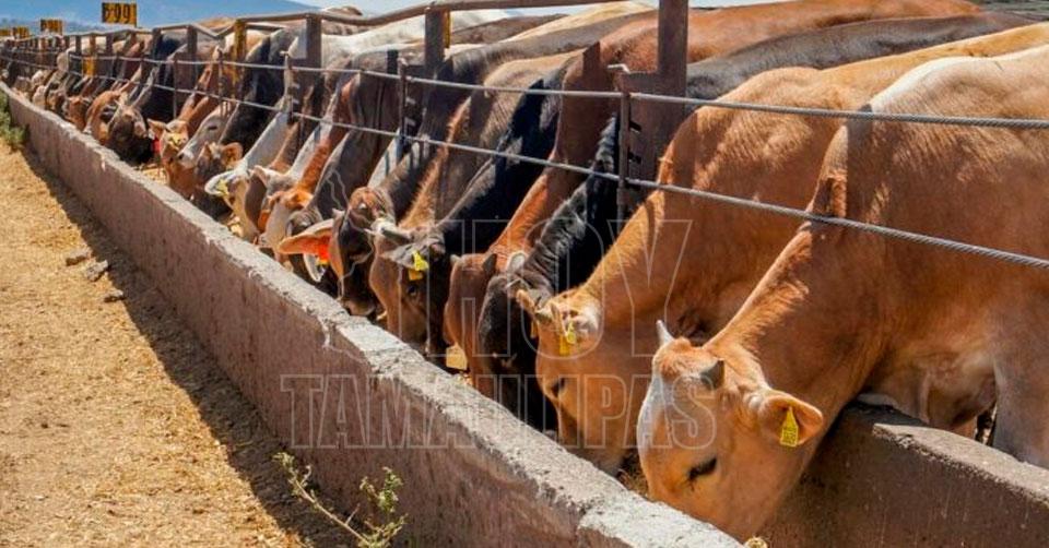 Hoy Tamaulipas - Ganaderia En Tamaulipas Cayo 70 La Exportacion De ...