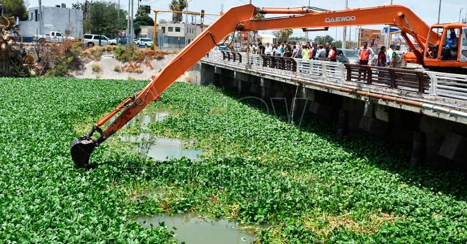 Hoy Tamaulipas - Tamaulipas Retiran toneladas de lirio acuatico del canal  Anzalduas en Reynosa