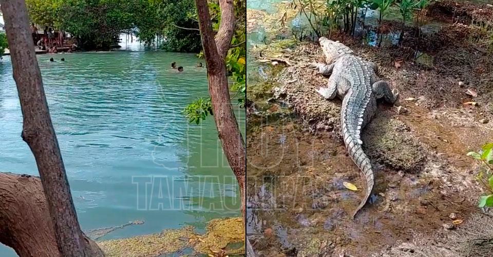 Hoy Tamaulipas - Viral Tamaulipas VÃ DEO Familias se banian con cocodrilos  en una Laguna de Yucatan