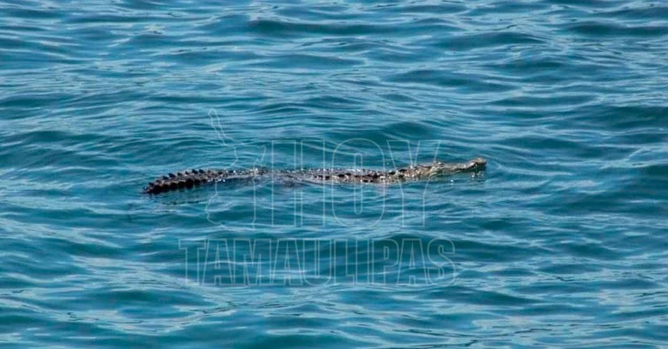 Hoy Tamaulipas - Cocodrilo en Acapulco Cocodrilo regresa a su habitat  despues de varias horas varado en Las Hamaca