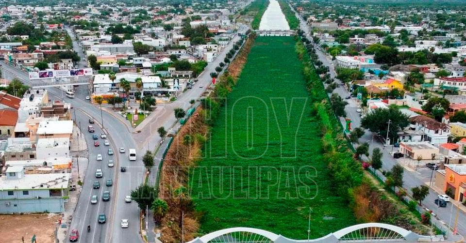 Hoy Tamaulipas - Urge resolver problematica del lirio acuatico en el norte  de Tamaulipas