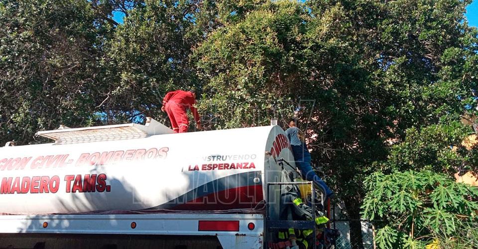 Hoy Tamaulipas - Mantiene Proteccion Civil programa de poda de arboles en  Ciudad Madero