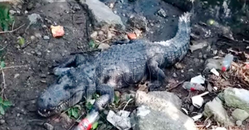 Hoy Tamaulipas - VÃ DEO Intenta alimentar a un cocodrilo en Tampico y sale  mal