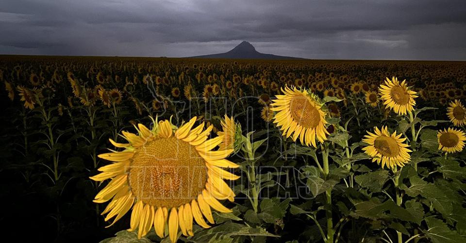 Los girasoles de Gonzlez, Tamaulipas ya estn listos