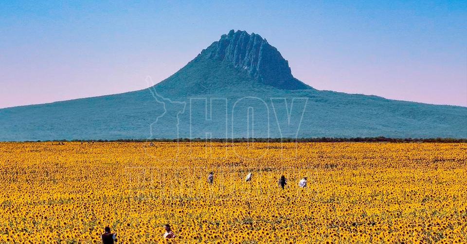 Campo de girasoles en Gonzlez 