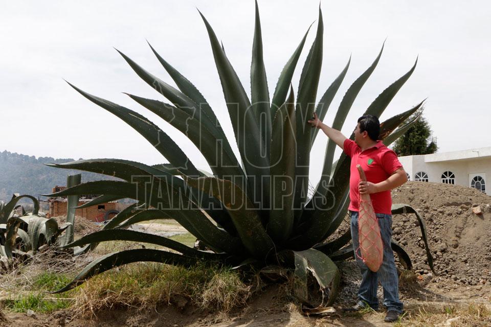 Agave pulquero, planta mexicana con propiedades nicas 