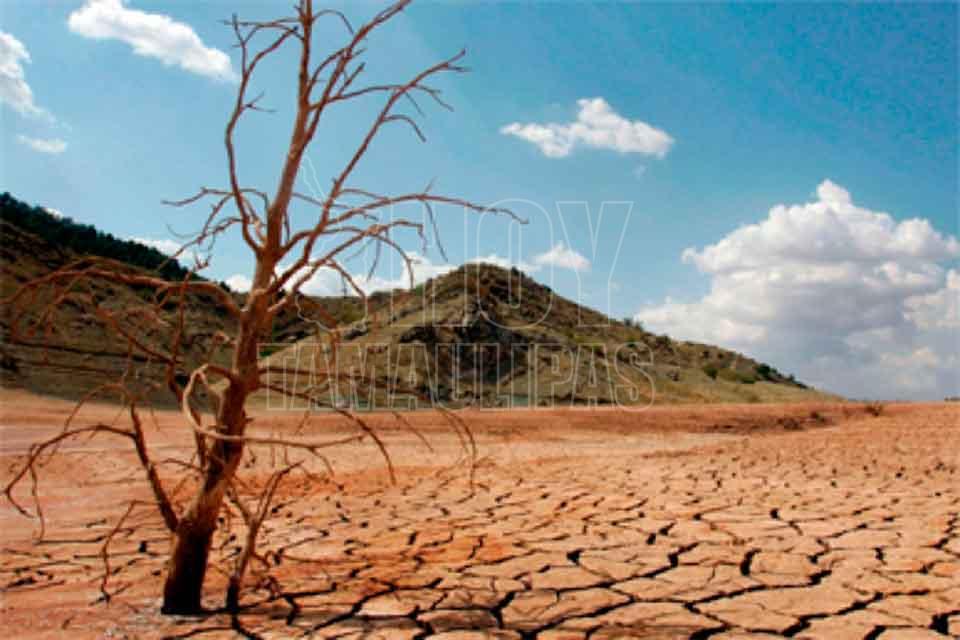 Hoy Tamaulipas - Plantas de zonas aridas podrian adaptarse ...