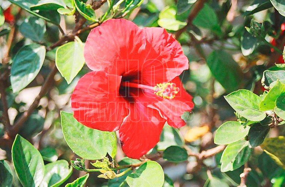 Agua Fresca de Flor de Jamaica – el chino latino cocina