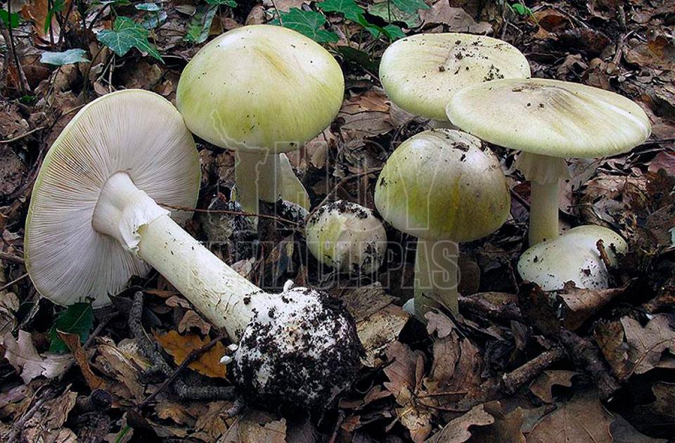 Какие грибы похожи на поганки. Бледная поганка гриб. Бледная поганка белая. Бледная поганка (Amanita phalloides). Белая поганка гриб.