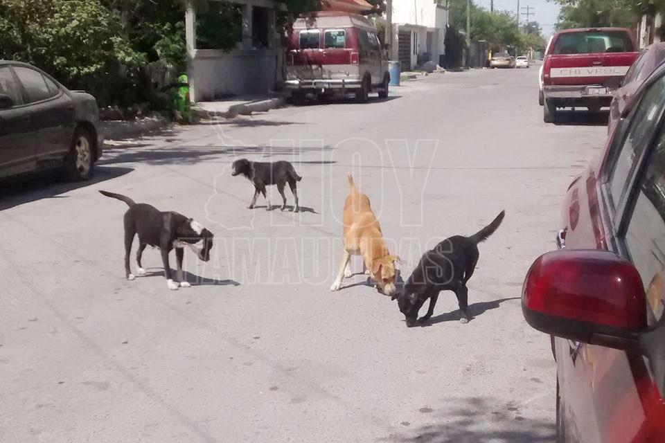 Hoy Tamaulipas - Venden carne de perro y gato en barbacoa y menudo en  Ciudad Victoria