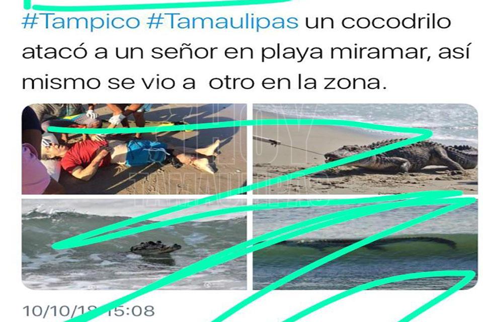 Hoy Tamaulipas - Fake News ahora sobre cocodrilo en Playa Miramar